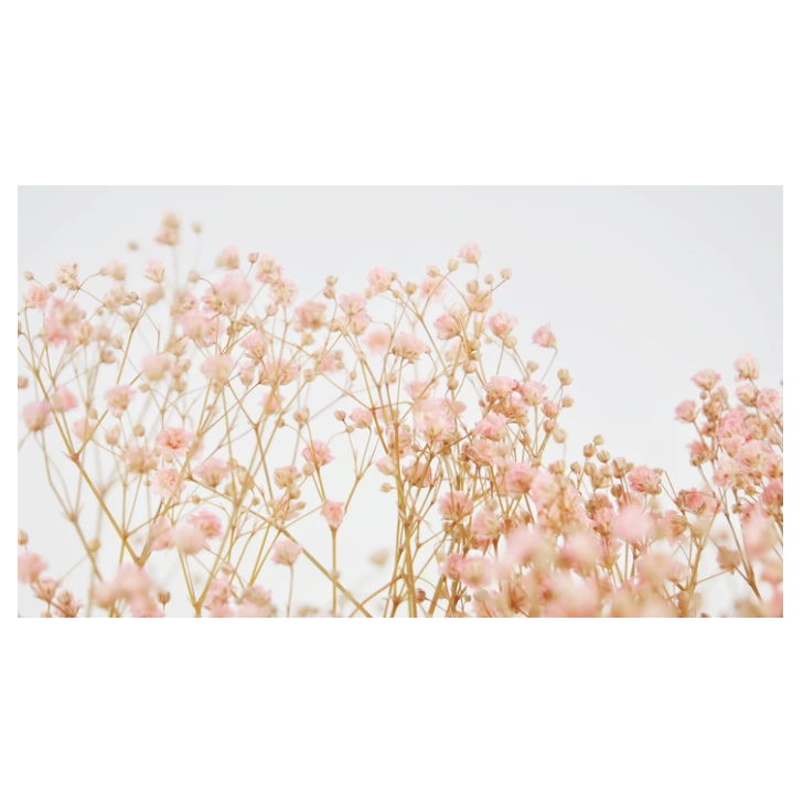Gypsophilla Light Pink