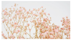 Gypsophila Lichtroze