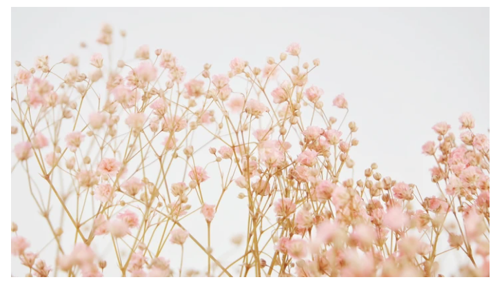 Gipsofila rosa chiaro