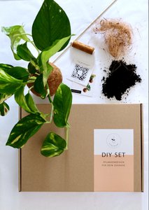 Kokedami DIY Kit