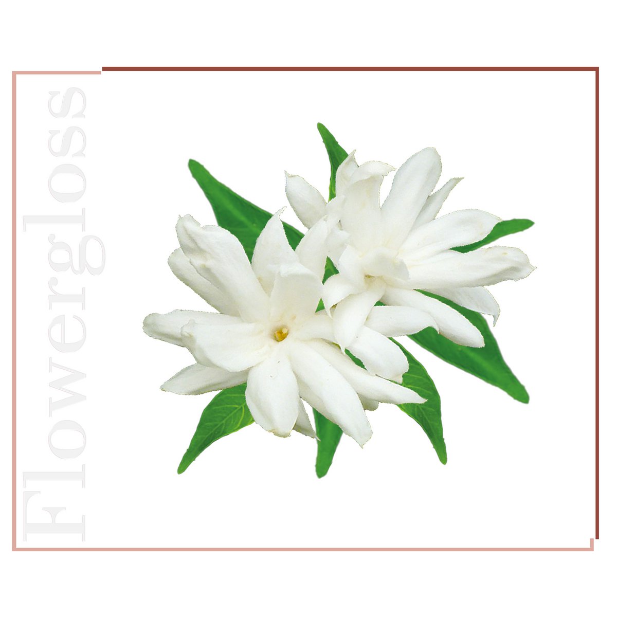 Flowergloss FG12 Jasmine | made from fruit and vegetables 💚 Vegan without titanium dioxide “NEW”