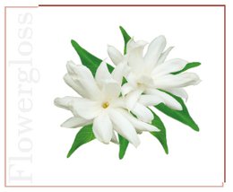 Flowergloss FG12 Jasmine | made from fruit and vegetables 💚 Vegan without titanium dioxide “NEW”