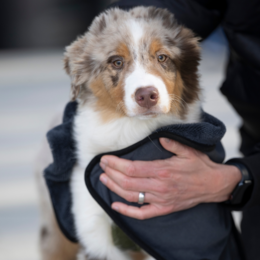 Hundehandtuch Super Flor Turbo Dry Anthrazit