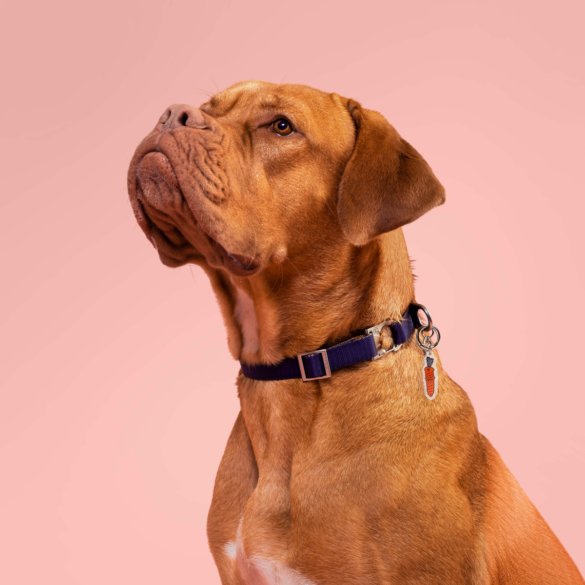 Le charme du chien snob