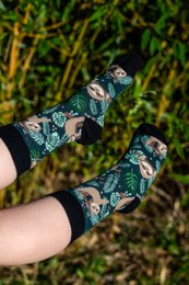 Animal - Sloth