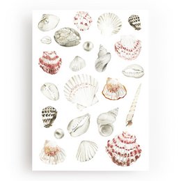 This art print features a collection of various seashell illustrations in neutral tones. The shells vary in shape, size, and pattern, showcasing the diverse and intricate designs found in nature.