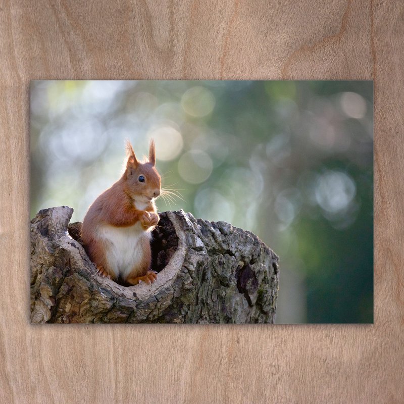 Postcard, postcard, 0495 Squirrel forest