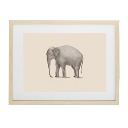 Elefante Póster