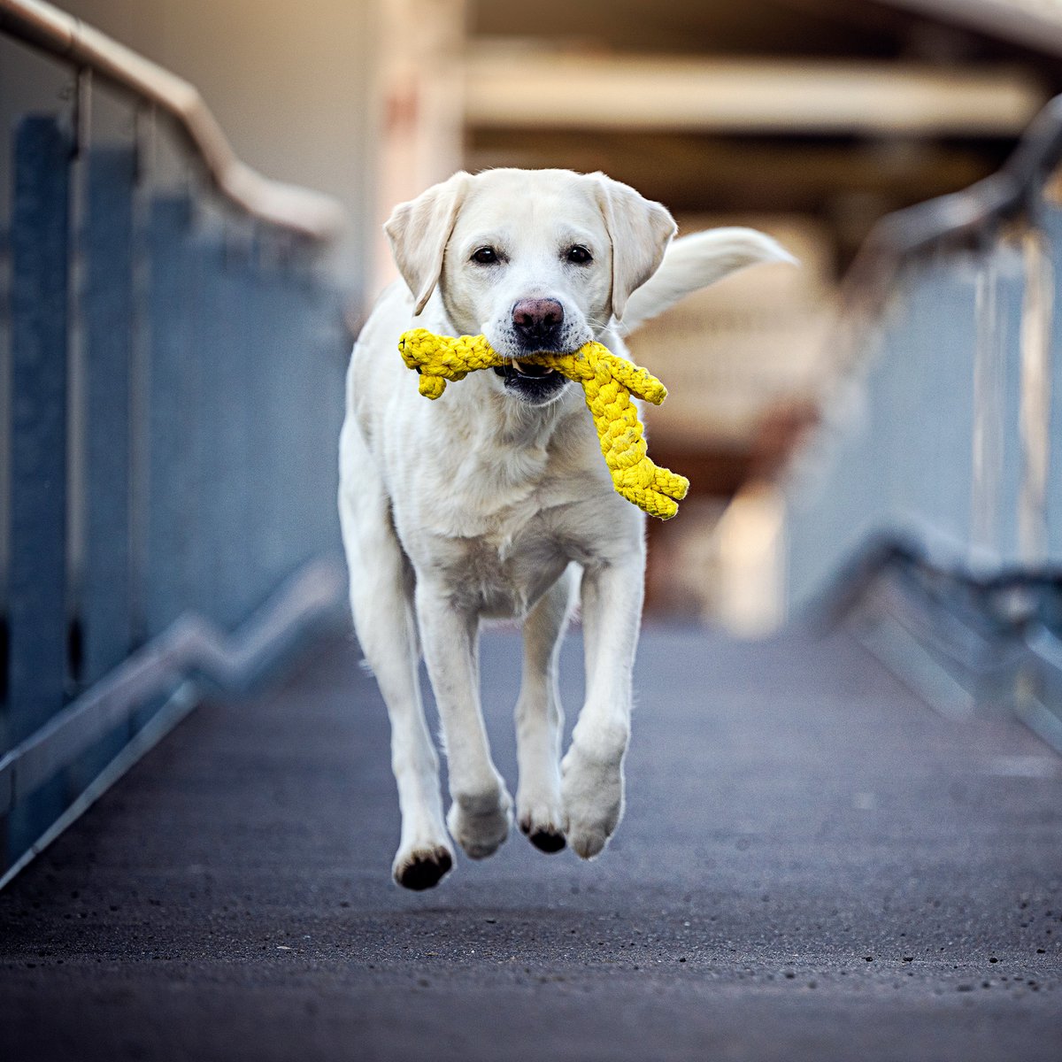 Gretchen Giraffe - cultspeelgoed voor honden