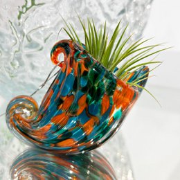Nautilus vase (med Tillandsia Plant)