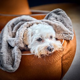 COZY Kuscheldecke für Hunde