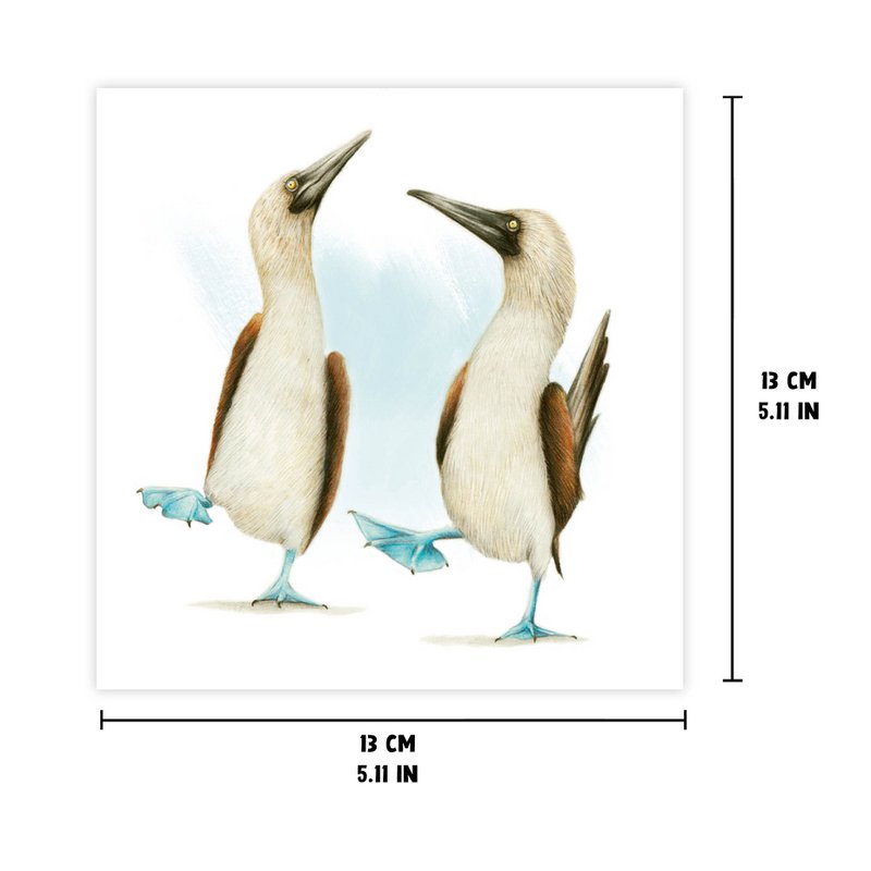 Blue-footed Booby - Lykønskningskort, 13 x 13 cm, Fugle