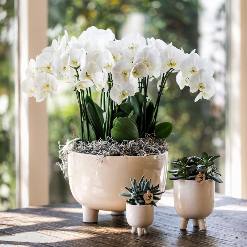 Orquídeas Colibr | Red Phalaenopsis Orchid - Congo + Gummy Pot Trattine - Medida de maceta Ø9cm | Planta de sala de flores en maceta de flores: fresco del productor