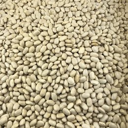 Organic White Bean in Bulk