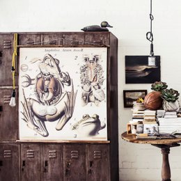 Pfurtscheller Frog Wall Chart