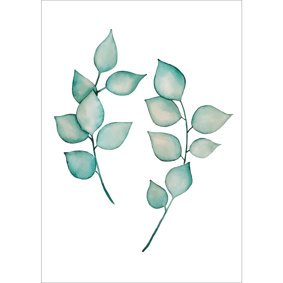 Carte postale - Eucalyptus