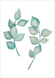 Postkort - Eucalyptus