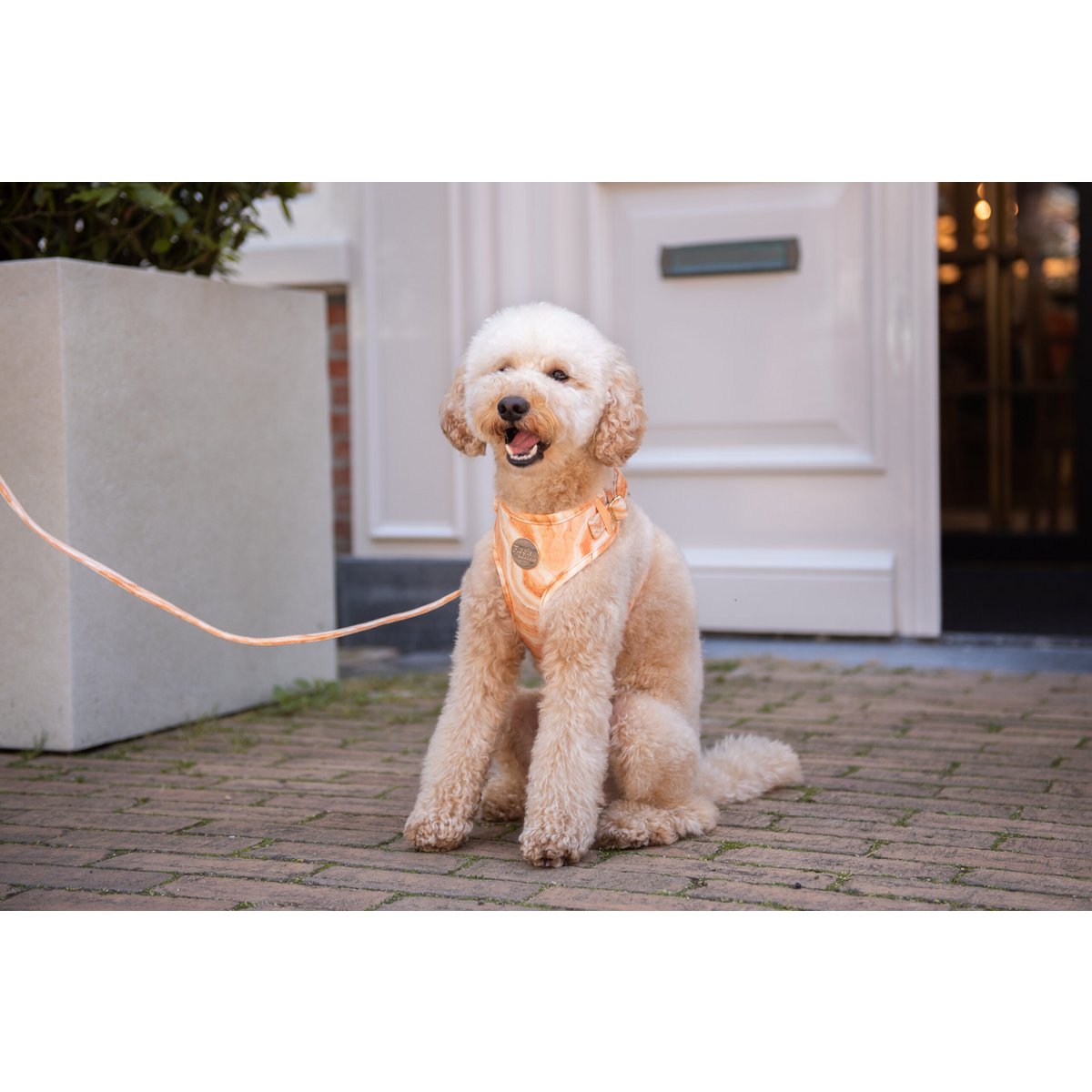 Velvy marble harness