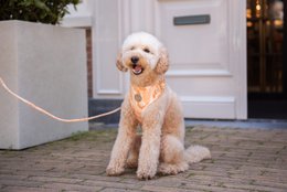 Velvy marble harness