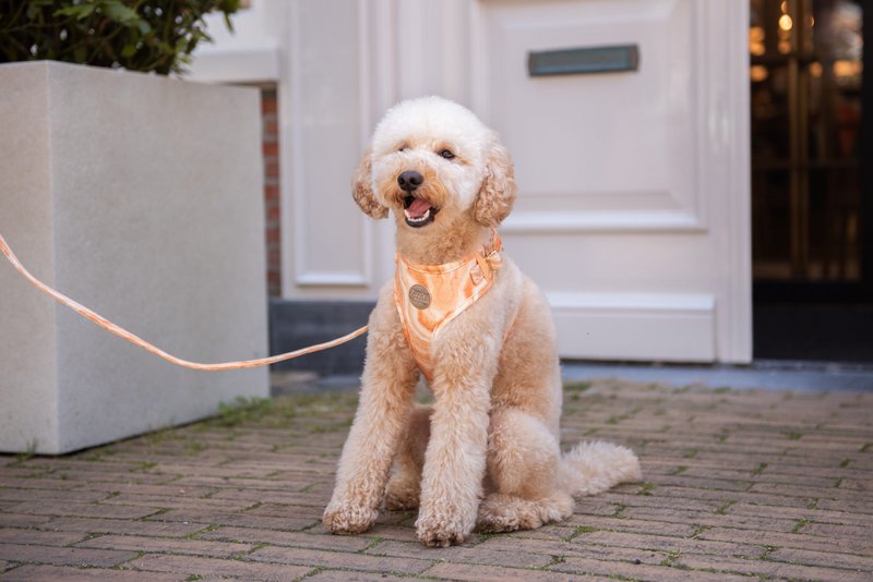 Velvy marble harness