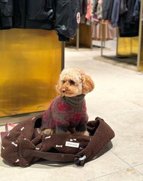 DOG CARRIER BROWN with bones