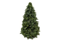 Nobilis juletræ - ↕60cm