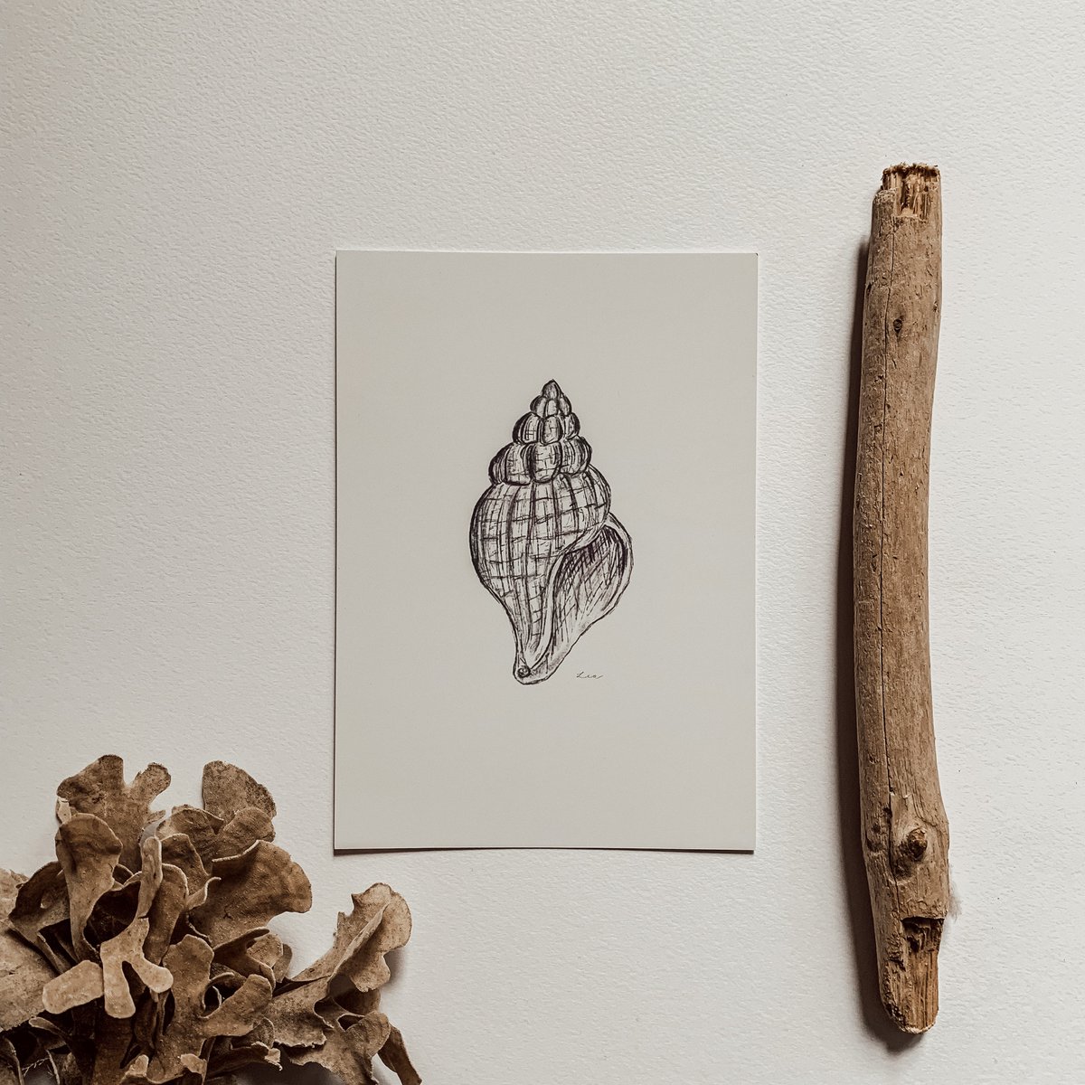 Postcard whelk