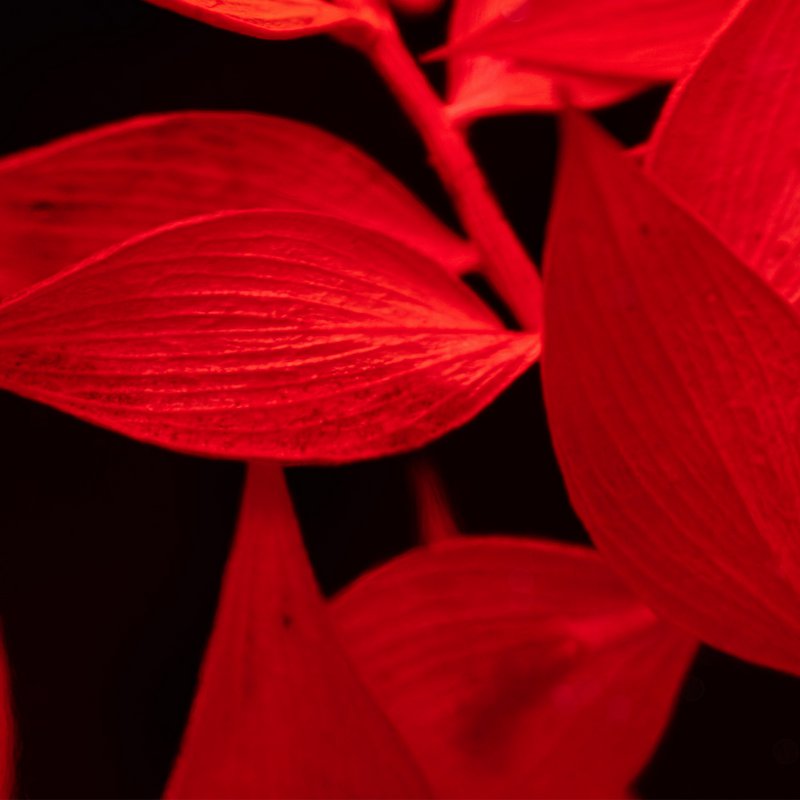 Het Herbarium - Rode Ruscus ondergedompelde plant