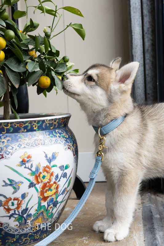 Collare per cani in pelle di lusso con targhetta per il nome - Classico - Azzurro