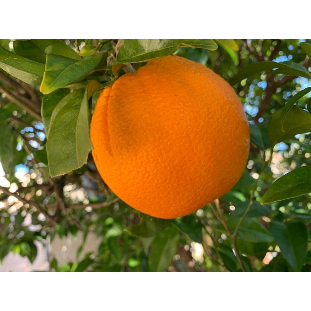 Orange Marmelade Extra | 220 gram