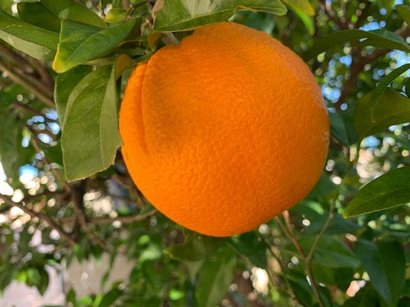 Orangen-Marmelade Extra | 220 Gramm
