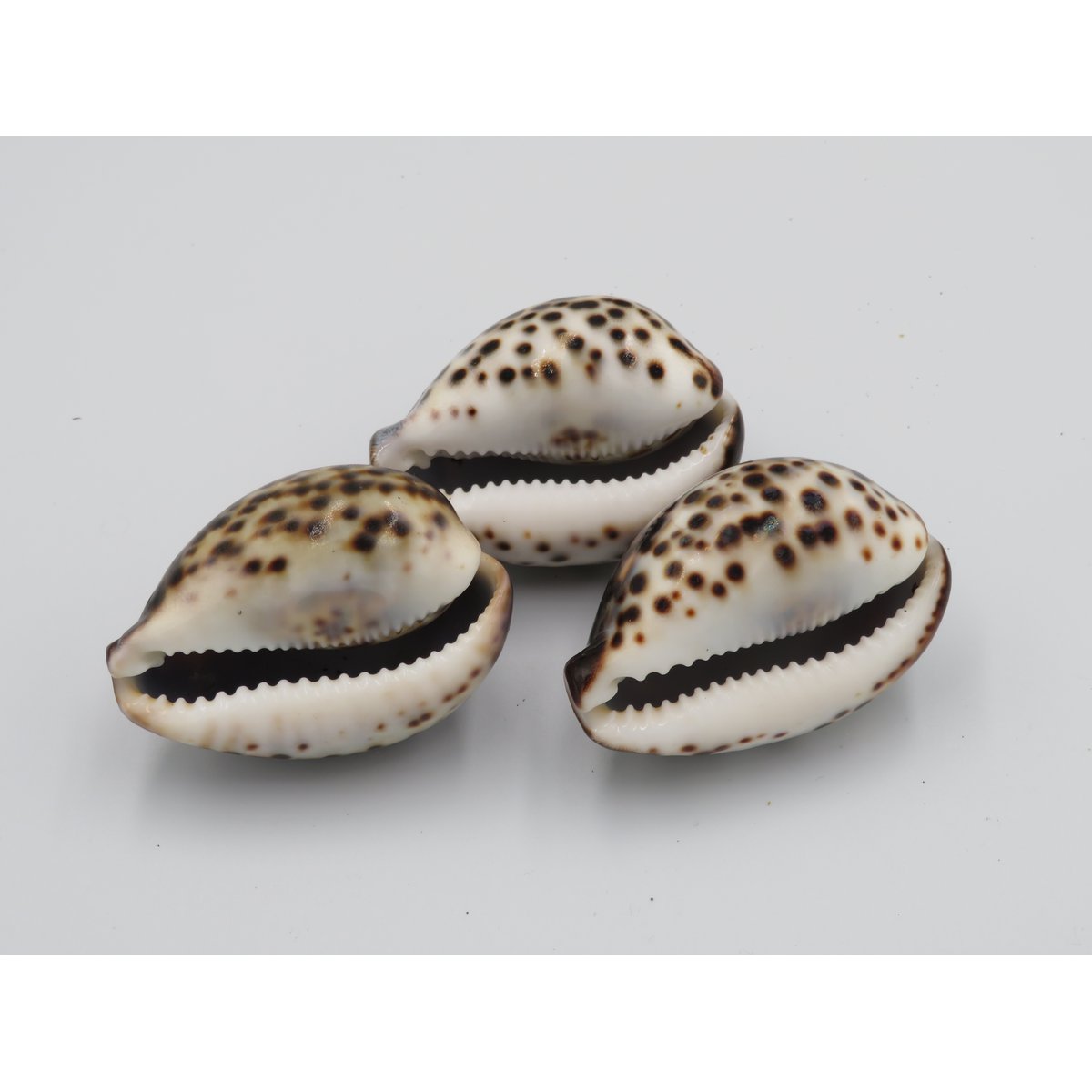 1KG Skorupa Tygrysa Kowok "Cypraea tigris"