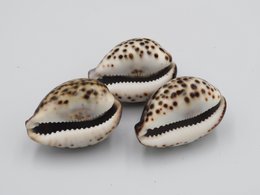 1KG Guscio di tigre Kowok "Cypraea tigris"