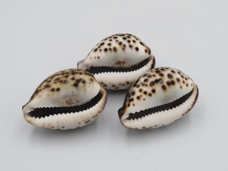 1KG Skorupa Tygrysa Kowok "Cypraea tigris"
