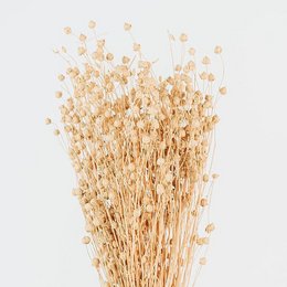 Ramo de flores secas Linum