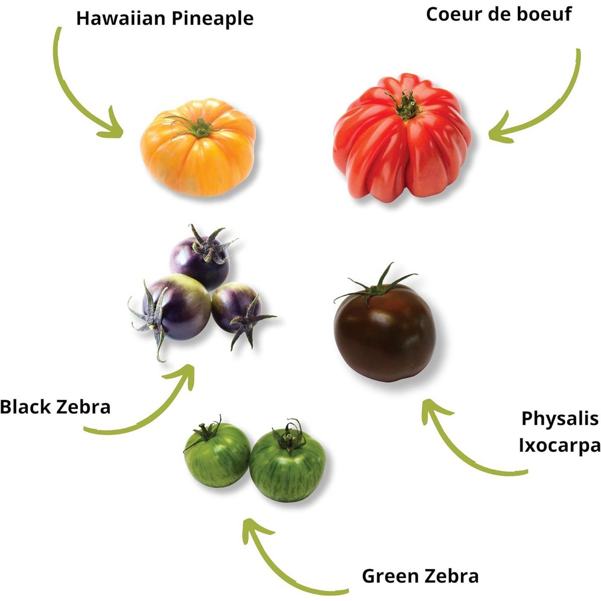 CULTIVEA® Organic* Tomatensamen-Set zum Pflanzen – 5 alte und farbenfrohe Sorten – Ochsenherztomate, Ananastomate, Grünes Zebra, Schwarzes Zebra, Physalis – Komplettes Tomatensetzlingsset mit Töpfen, Pastillen und Anleitung