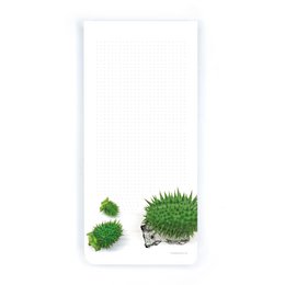 NOTIZBLOCK | Igelgurke