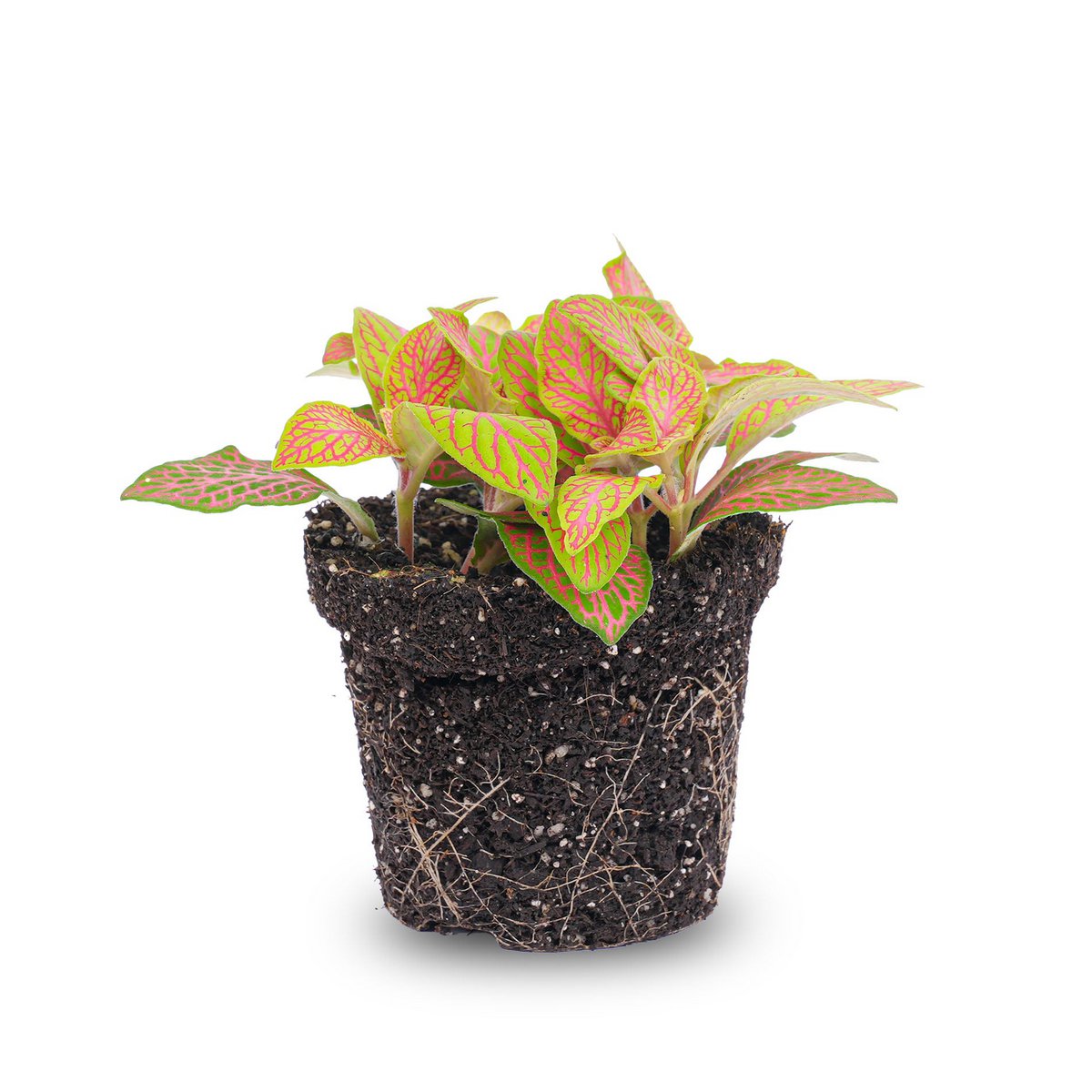 Fittonia Orange - Pink - Ruby Lime - Mosaikpflanze