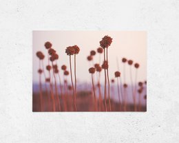 Postcard featuring a field of wild leek flowers with tall stems and round, burgundy-colored flower heads against a soft, blurred background.