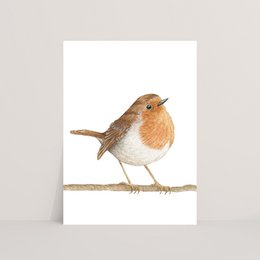 Postkort Robin