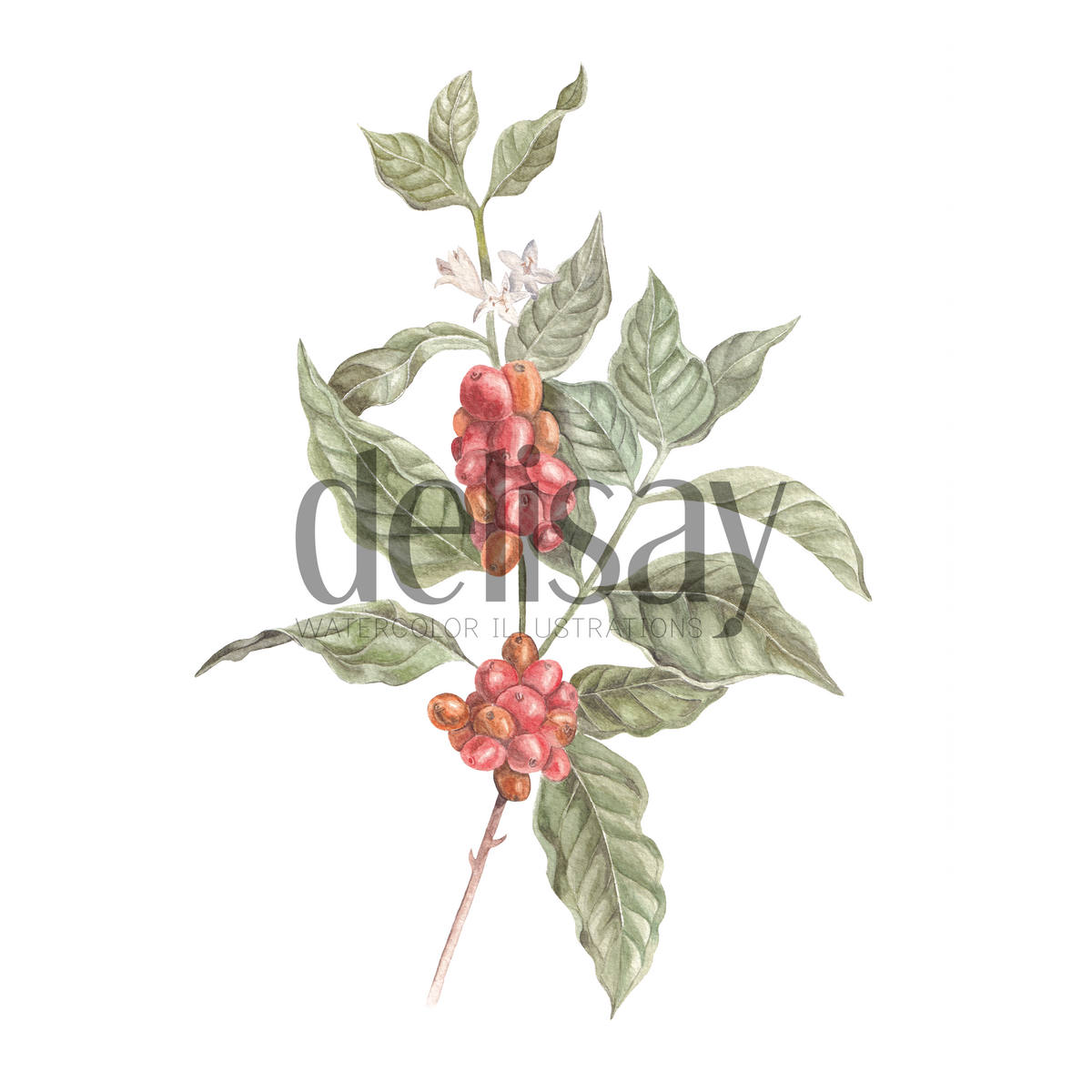 Postkarte "Coffea Arabica" Kaffeepflanze