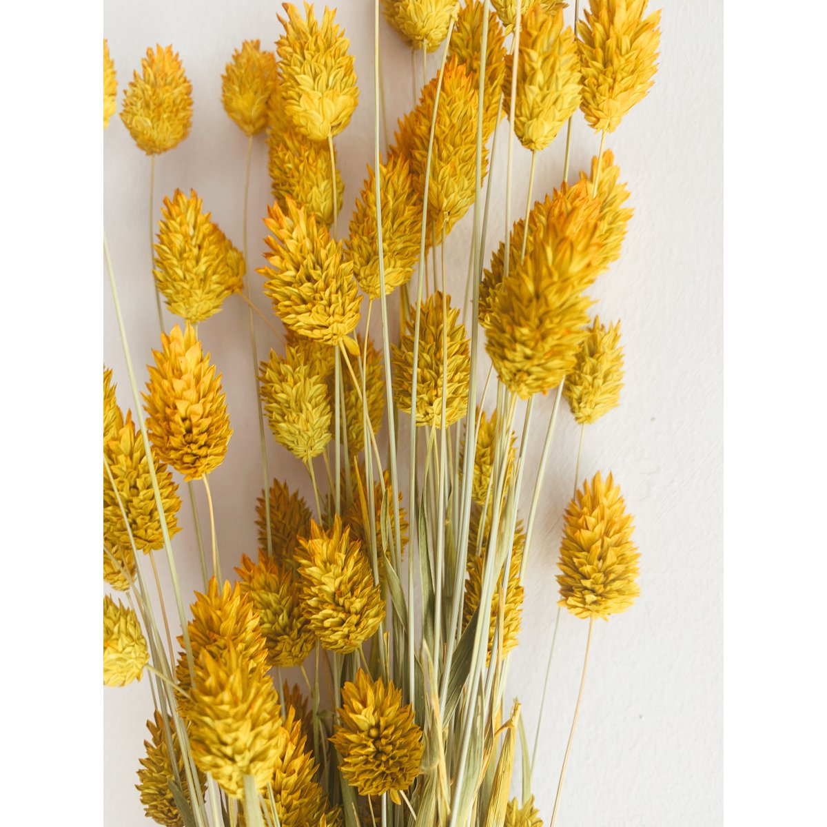 Phalaris gule tørrede blomster