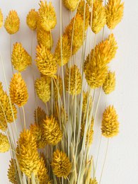 Phalaris gule tørrede blomster