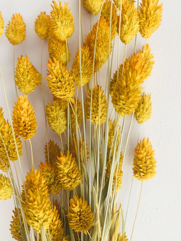Phalaris gule tørrede blomster