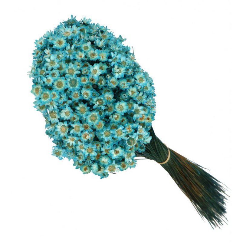 Glixia Mini-Sternblumen