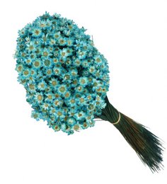 Glixia mini star flowers