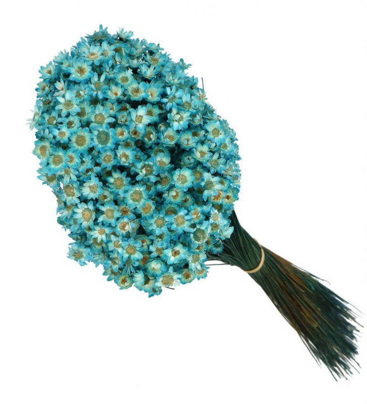 Glixia mini star flowers