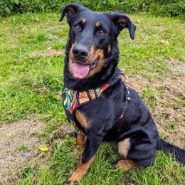 Tropical Y Comfort Harness