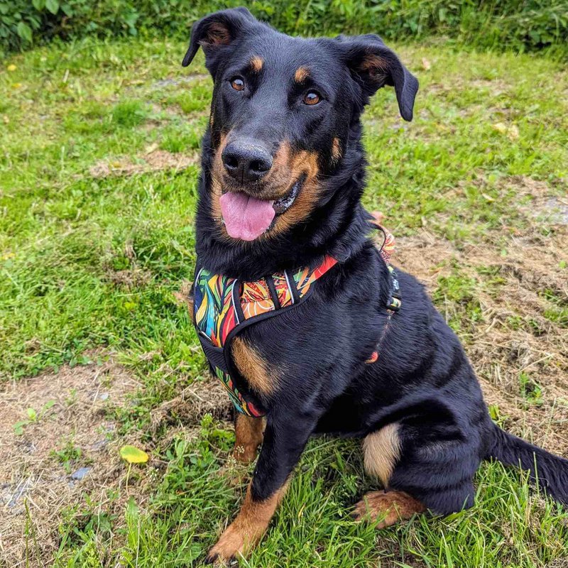 Tropical Y Comfort Harness