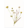 Postkarte | Inselblumen ocker